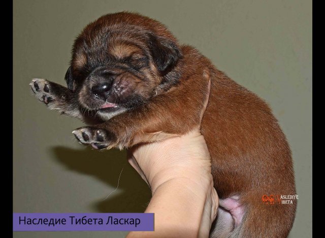 Щенки от пары Брайн х Ютера